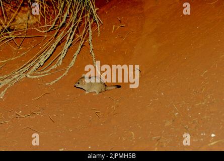 The crest-tailed mulgara (Dasycercus cristicauda), is a small to medium-sized Australian carnivorous marsupial and a member of the family Dasyuridae ( Stock Photo