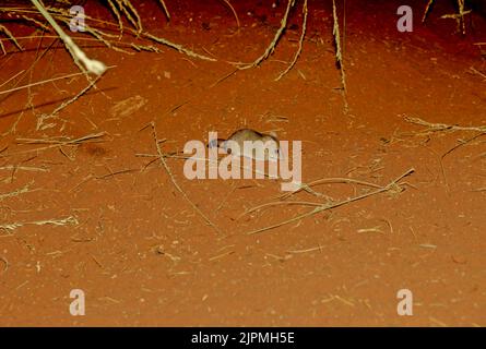 The crest-tailed mulgara (Dasycercus cristicauda), is a small to medium-sized Australian carnivorous marsupial and a member of the family Dasyuridae ( Stock Photo