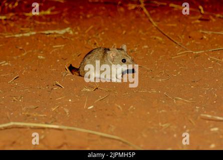 The crest-tailed mulgara (Dasycercus cristicauda), is a small to medium-sized Australian carnivorous marsupial and a member of the family Dasyuridae ( Stock Photo