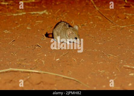 The crest-tailed mulgara (Dasycercus cristicauda), is a small to medium-sized Australian carnivorous marsupial and a member of the family Dasyuridae ( Stock Photo