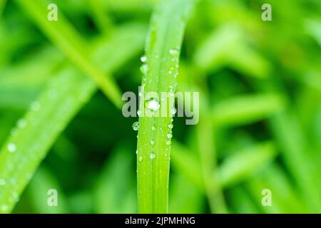 Dew drops on grass after rain in summer. Close up Stock Photo