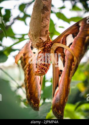 Attacus atlas, the Atlas moth, is a large saturniid moth endemic to the ...