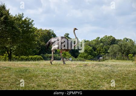 The common ostrich (Struthio camelus), or simply ostrich Stock Photo