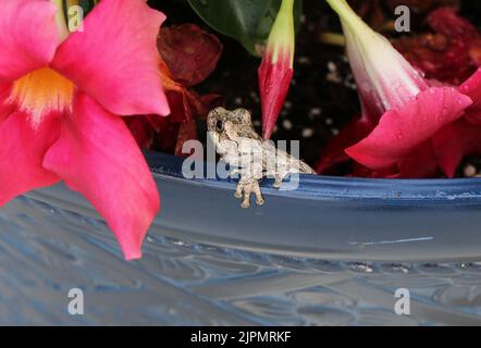 The Hymenochirus boettgeri, also known as the Zaire dwarf clawed frog Stock Photo