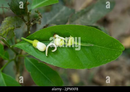 The flower is on wild leaves and the fragrance breeze can be smelled everywhere. Grapefruit blossom is the flowering of the grapefruit tree, citrus fr Stock Photo