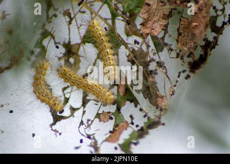 Caterpillars on eaten leaves Stock Photo