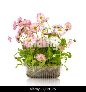 Seed box for seedling isolated on white Stock Photo - Alamy