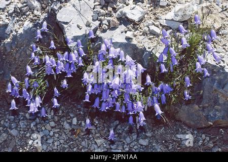 earleaf bellflower plant in full bloom, umbria, italy, late spring, Campanula cochleariifolia, Campanulaceae Stock Photo