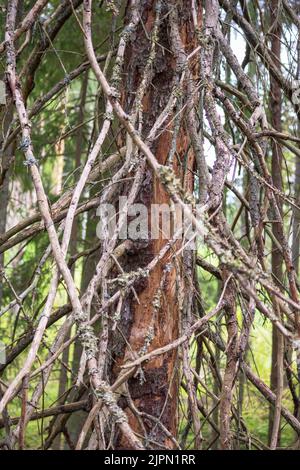 A big old tree in the middle of a forest Stock Photo