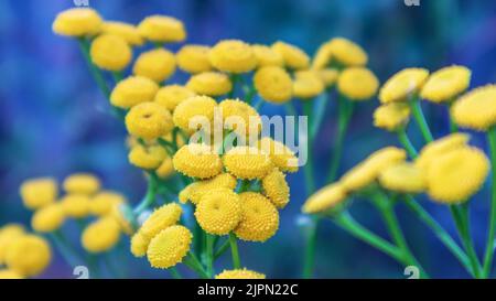 Beautiful bright yellow flowers growing on a green bush with a old wooden house in the beackground Stock Photo