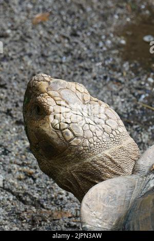 young turtle resting on rock  Stock Photo