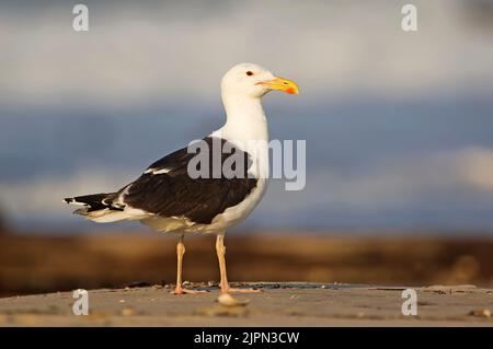 Adult great black-backed gull - largest gull in the world Stock Photo
