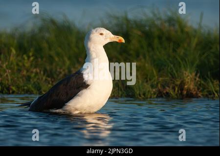 Adult great black backed gull - largest gull in the world Stock Photo