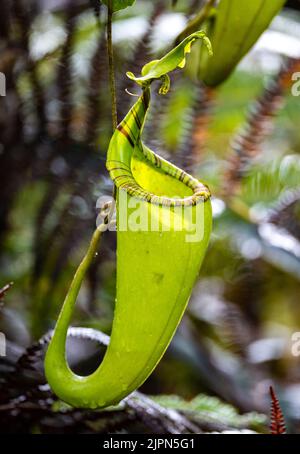 Carnivorous Pitcher plant Nepenthes in the wild. Lore Lindu National Park, Sulawesi, Indonesia. Stock Photo