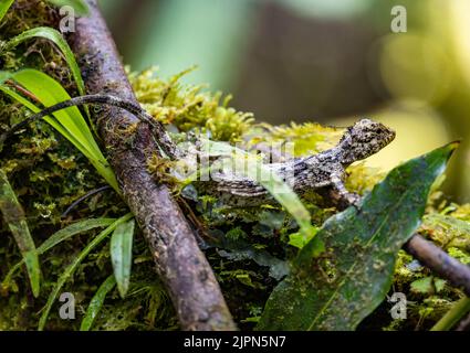 A Sulawesi Lined Gliding Lizard (Draco spilonotus) on a mossy branch. Lore Lindu National Park, Sulawesi, Indonesia. Stock Photo