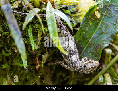 A Sulawesi Lined Gliding Lizard (Draco spilonotus) on a mossy branch. Lore Lindu National Park, Sulawesi, Indonesia. Stock Photo