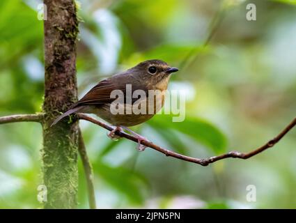 A Snowy-browed Flycatcher (Ficedula hyperythra) perched on a branch. Sulawesi, Indonesia. Stock Photo