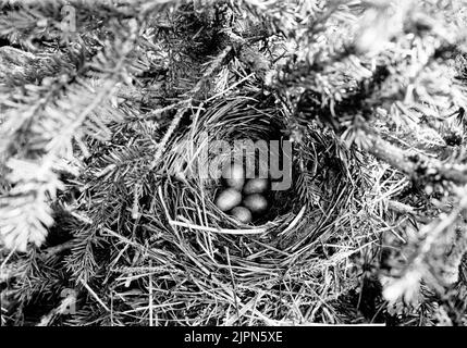 Residence for red wingetrast, turdus iliacus, June 20, 1912 Boplats för rödvingetrast, Turdus iliacus, 20 juni 1912 Stock Photo