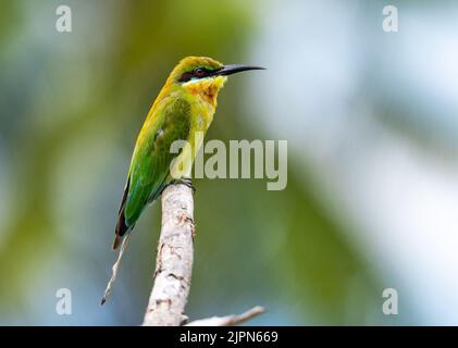 A Blue-tailed Bee-eater (Merops philippinus) perched on a branch. Sulawesi, Indonesia. Stock Photo