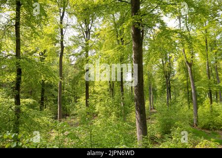 France, Seine Maritime, Rosay, Eawy Forest, beeches forest, European beech (Fagus sylvatica) // France, Seine-Maritime (76), Rosay, forêt d'Eawy, hêtr Stock Photo