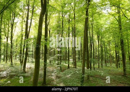 France, Seine Maritime, Rosay, Eawy Forest, beeches forest, European beech (Fagus sylvatica) // France, Seine-Maritime (76), Rosay, forêt d'Eawy, hêtr Stock Photo