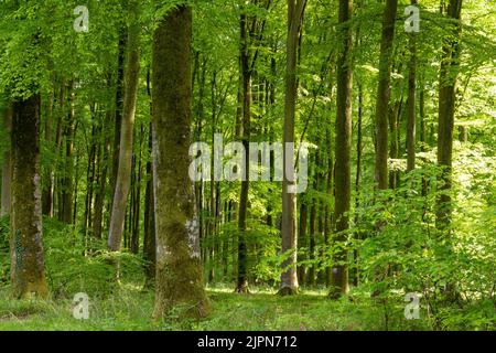 France, Seine Maritime, Rosay, Eawy Forest, beeches forest, European beech (Fagus sylvatica) // France, Seine-Maritime (76), Rosay, forêt d'Eawy, hêtr Stock Photo