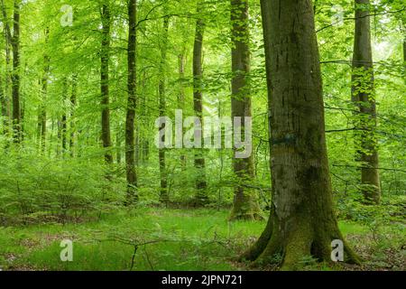 France, Seine Maritime, Rosay, Eawy Forest, beeches forest, European beech (Fagus sylvatica) // France, Seine-Maritime (76), Rosay, forêt d'Eawy, hêtr Stock Photo