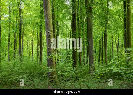 France, Seine Maritime, Rosay, Eawy Forest, beeches forest, European beech (Fagus sylvatica) and common bluebell (Hyacinthoides non-scripta) // France Stock Photo