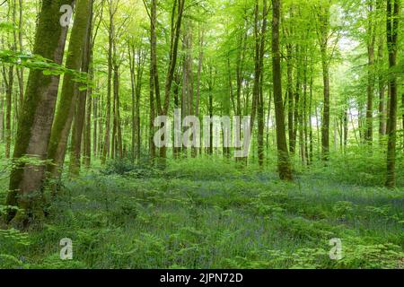 France, Seine Maritime, Rosay, Eawy Forest, beeches forest, European beech (Fagus sylvatica) and common bluebell (Hyacinthoides non-scripta) // France Stock Photo