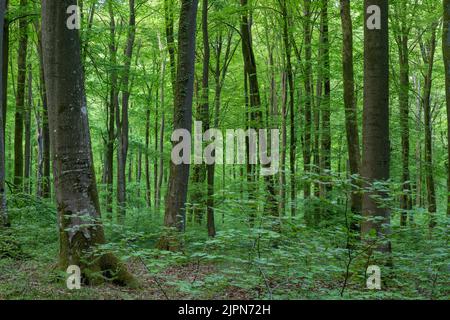 France, Seine Maritime, Rosay, Eawy Forest, beeches forest, European beech (Fagus sylvatica) and common bluebell (Hyacinthoides non-scripta) // France Stock Photo