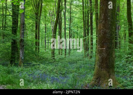 France, Seine Maritime, Rosay, Eawy Forest, beeches forest, European beech (Fagus sylvatica) and common bluebell (Hyacinthoides non-scripta) // France Stock Photo