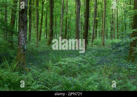 France, Seine Maritime, Rosay, Eawy Forest, beeches forest, European beech (Fagus sylvatica) and common bluebell (Hyacinthoides non-scripta) // France Stock Photo