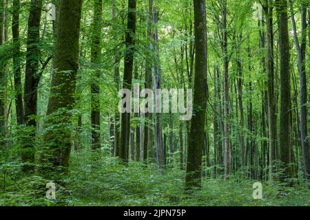 France, Seine Maritime, Rosay, Eawy Forest, beeches forest, European beech (Fagus sylvatica) // France, Seine-Maritime (76), Rosay, forêt d'Eawy, hêtr Stock Photo