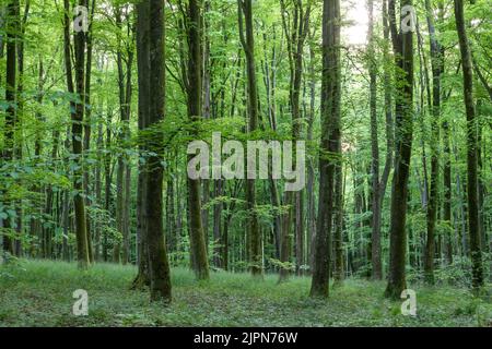 France, Seine Maritime, Rosay, Eawy Forest, beeches forest, European beech (Fagus sylvatica) // France, Seine-Maritime (76), Rosay, forêt d'Eawy, hêtr Stock Photo