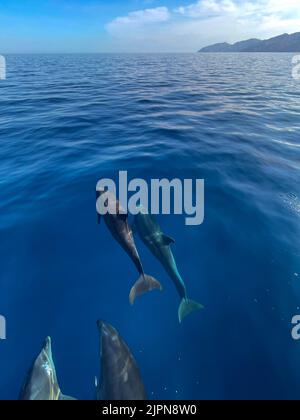Dolphins swimming in clear, blue, glassy water Stock Photo