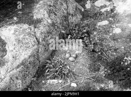 Stay of gray trout, Larus Argentatus, June 4, 1907 Bo av gråtrut, Larus Argentatus, 4 juni 1907 Stock Photo