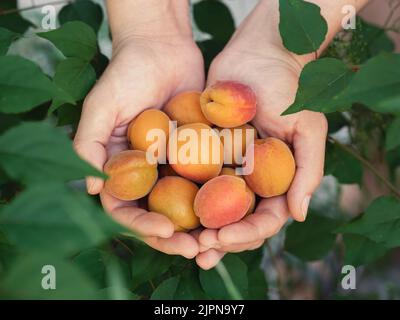 Woman holding freshly harvested apricots in her hands. Close up. Stock Photo