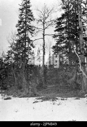 Bot tree for pearl owl (Aegolius Funereus) April 22, 1923 Boträd för Pärluggla (Aegolius funereus) 22 April 1923 Stock Photo