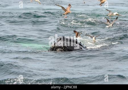 The snout of a humpback whale on the water surface with some flying seagulls in the Atlantic Ocean Stock Photo