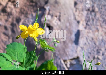 Bright yellow flower blooming in the warm sun in front of the old brick wall Stock Photo