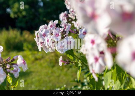 A photo of white and pink cherry blossoms in the garden on a summer day Stock Photo
