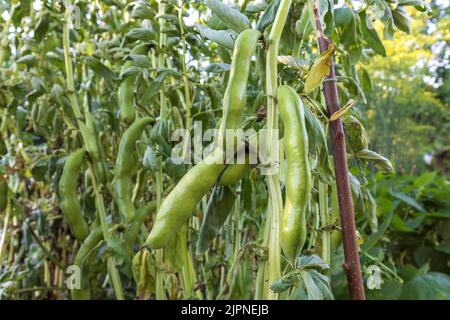Green peas growing in the garden on a sunny day Stock Photo