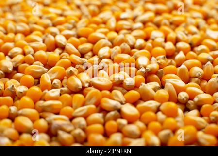 Dry raw corn kernels for making popcorn food background Stock Photo
