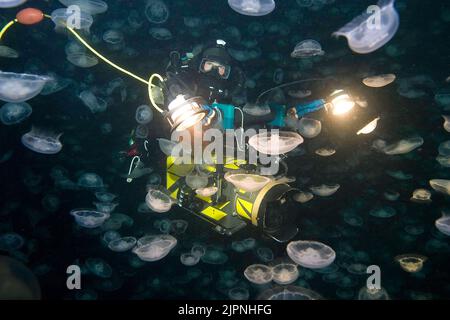 Scuba diver behind a large large number of Moon Jellies (Aurelia labiata), British Columbia, Canada