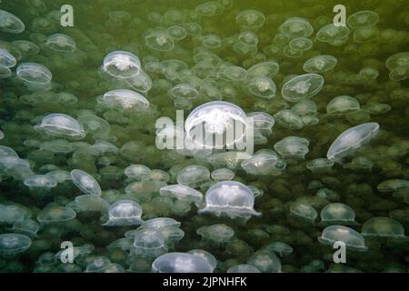 A large large number of Moon Jellies (Aurelia labiata), British Columbia, Canada