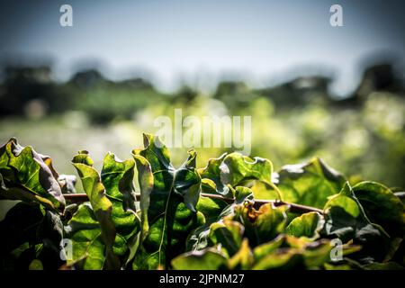 Green leaves with defocused background on a sunny day Stock Photo