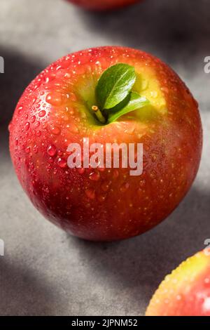 https://l450v.alamy.com/450v/2jpnm52/raw-red-organic-cosmic-crisp-apples-in-a-bunch-2jpnm52.jpg