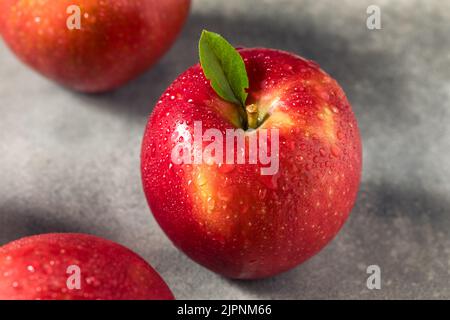 Raw Red Organic Cosmic Crisp Apples in a Bunch Stock Photo - Alamy