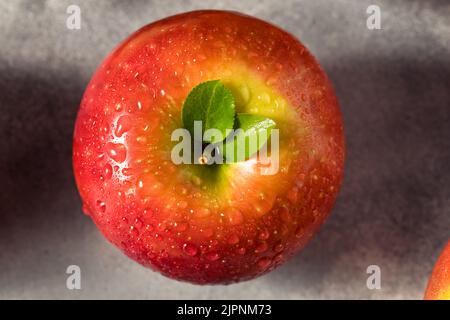 Raw Red Organic Cosmic Crisp Apples in a Bunch Stock Photo - Alamy
