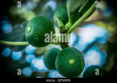 A closeup photo of green figs on a tree with bokeh background Stock Photo